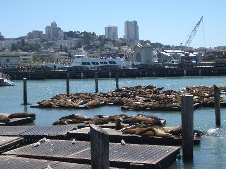 Die Seeloewen bei Pier 39