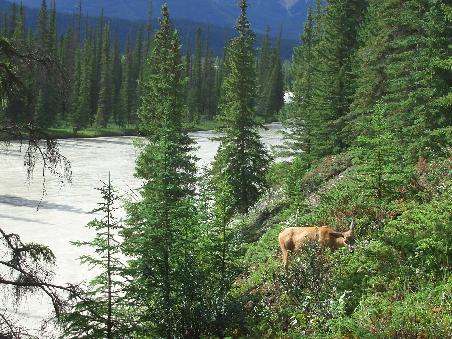 Viech vor den Athabasca River