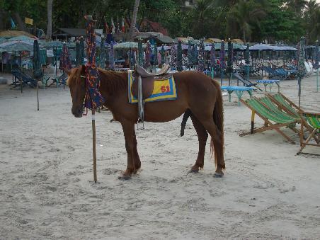 heisses Reitpony