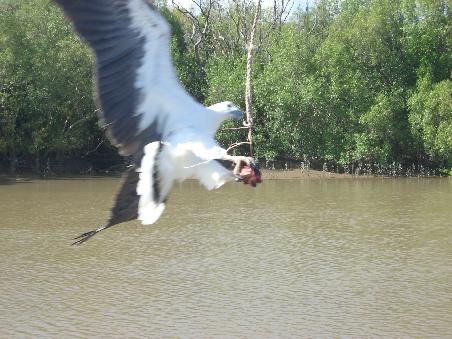 Seeadler in Action
