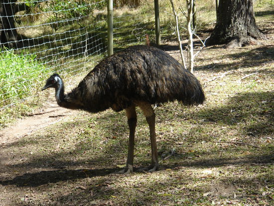 Emu