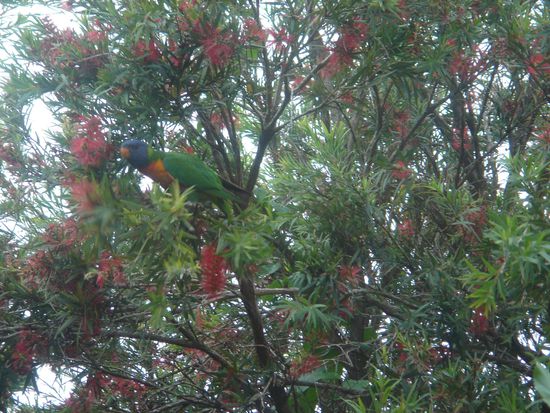 Rainbow Lorikeet (von meinem Zimmerfenster aus fotographiert)