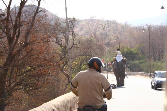 Elefanten im Verkehr