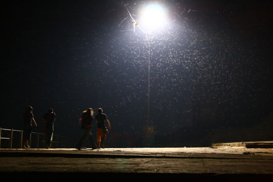 Viele viele Muecken!