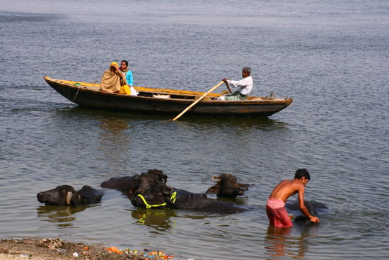Bueffel im Fluss beim Bad