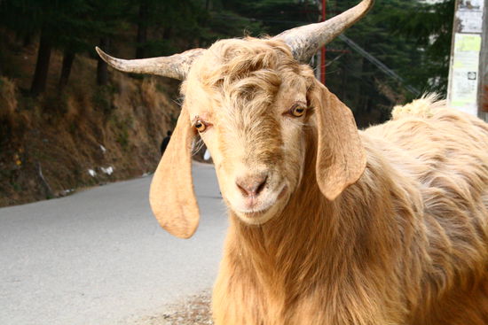 Boesartige Ziegen, die einen waehrend einem gemuetlichen Spaziergang ins Nachbardoerfchen Baghsu anfallen! Resultat: ein geprelltes Bein und eine aufgeschuerfte Handflaeche!!! Aber ein Foto konnte ich von dem Uebeltaeter noch machen....Boese Boese Ziege!!!