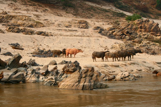 Die zweitaegige Bootsfahrt nach Luang Prabang beginnt...