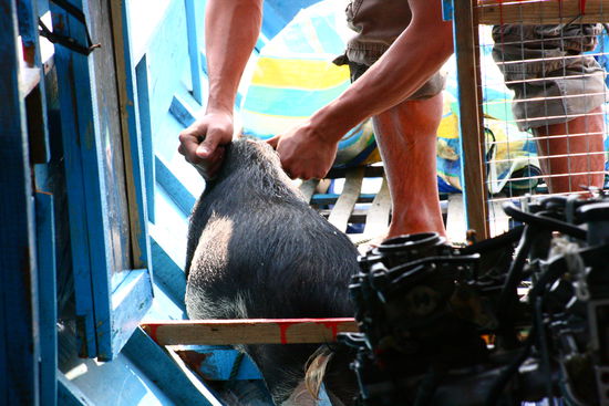 Auch Schweine duerfen im Boot mitfahren, finden es aber nicht ganz so prickelnd und verursachen Chaos und Laerm