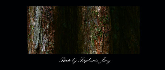 Ein Stueck Regenwald