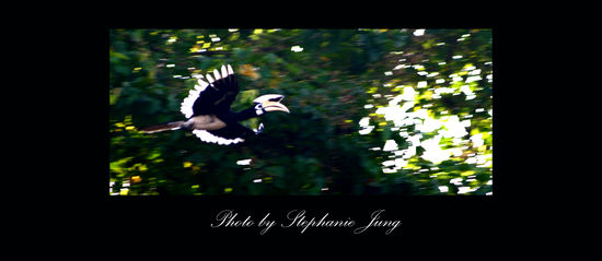 Ein Hornbill. Davon gibt es hier viele und sie sind meine neuen Lieblingsvoegel, wobei ich mich vorher nie wirklich fuer Voegel interessiert habe, aber die Voegel hier sind echt abgefahren! Ich habe leider noch nicht herausgefunden, zu welcher Art Hornbill dieser hier gehoert.