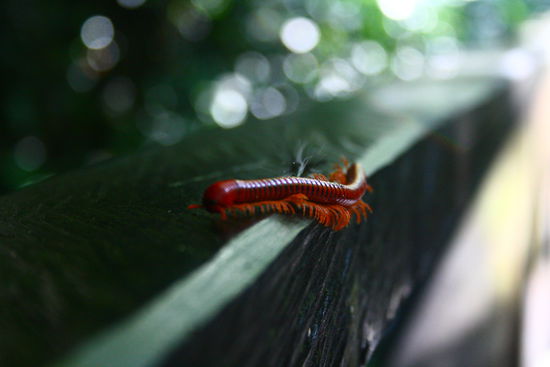 Insektenvielfalt nach sturzflutartigen Regenfaellen