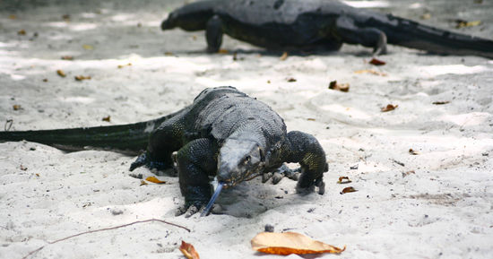 Riesenechsen, die am Strand von Pulau Sapi (liegt vor Kota Kinabalu) umherwandern....