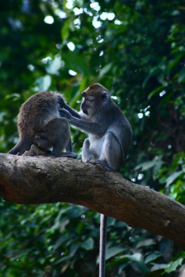 und Affen (Long-tailed macaques) auch!