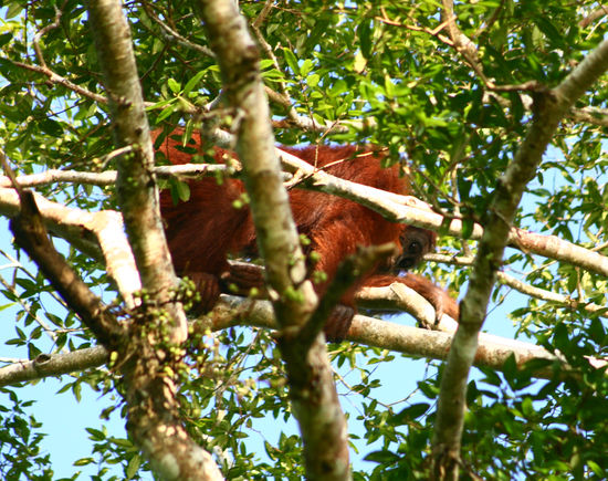 Orang Utan
