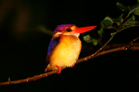 Kingfisher am schlafen (oder auch nicht mehr....)