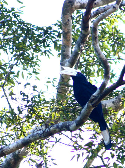 Hornbill
