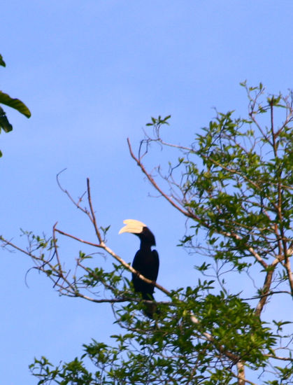 Hornbill, andere Sorte