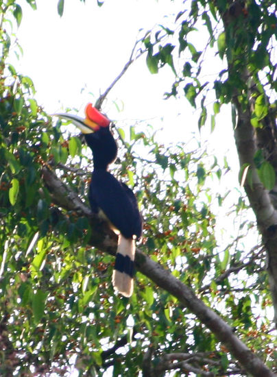 Rhinoceros Hornbill: eine Seltenheit und im Vergleich zu den anderen Hornbills riesig! Sie koennen bis zu 1,20m gross werden und dieser hier kommt da locker heran....Ein tolles Tier!