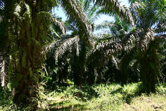 Oelpalme aus der Naehe!