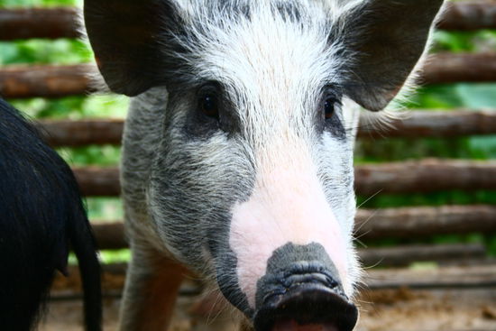 Schweine gefunden...