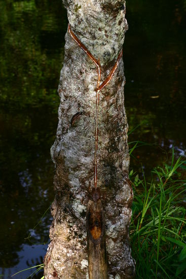 Gummibaeume: die Rinde wird angeritzt und die Gummifluessigkeit laeuft in den Auffangbehaelter und kann z.B. zum Schuhe reparieren benutzt werden.