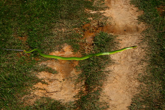 Gray-tail Racer, die unseren Weg kreuzte