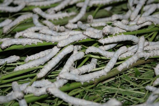 Seidenwuermer, Schraegstrich Raupen