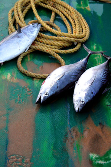 Fischi, Fischi...