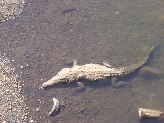 Auf der Fahrt von Manuel A. nach San Jose haben wir diese Prachtstuecke von einer Bruecke aus gesehen. Zum Vergleich- man beachte den LKW Reifen daneben!!! Das ist der dickste es waren insg. 20 Stck. Wahnsinn....