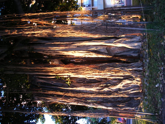 Ein Baum in Honolulu