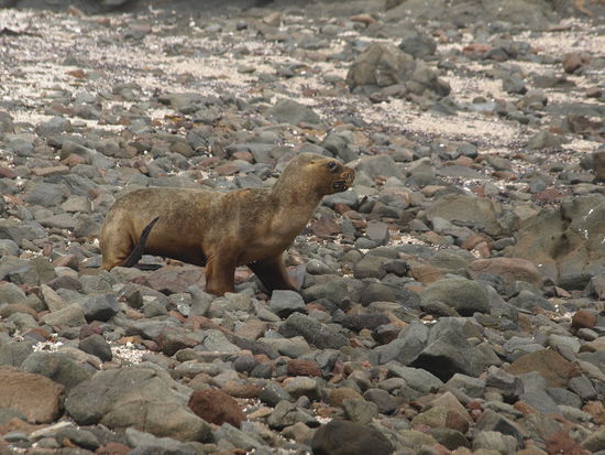 Der Seeloewe hat es eilig ins Wasser zu kommen nachdem er uns gesehen hat.