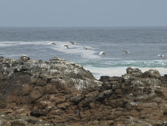 Seevoegel an der Kueste.