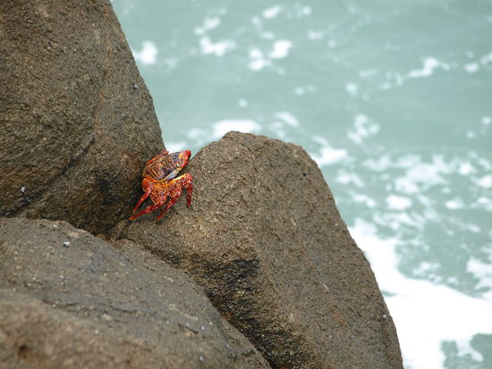 Viele rote Krabben sonnen sich auf den Felsen.