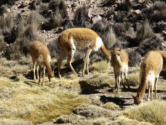 Vicuñas lassen sich das spaerliche Gras schmecken.