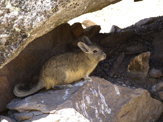 Vizcacha waermt sich in der Morgensonne auf.