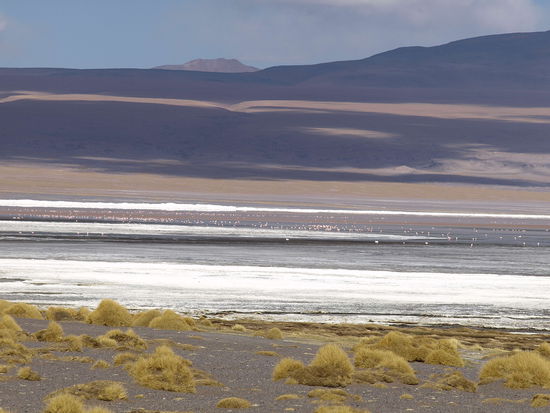 Laguna Colorada mit rotem Wasser!!