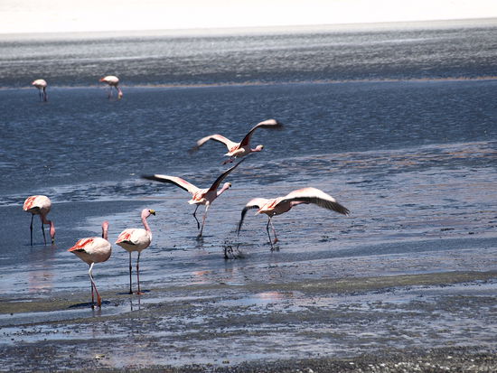 ...und ueberall Flamingos