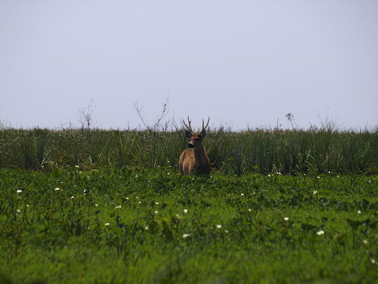 Es gibt hier jede Menge harmloses ...