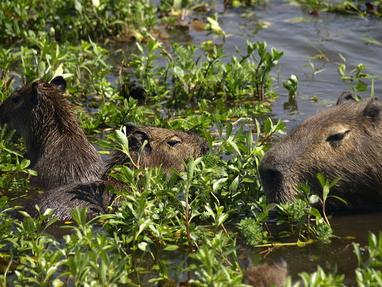 Die Capibarimutter kam mit ihren Babies auf Armlaenge an uns heran.