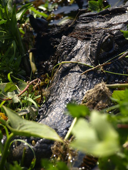 Kam ebenfalls auf Armlaenge heran 