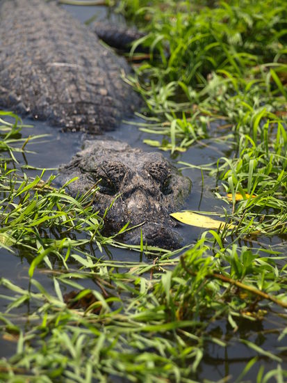 ... und weniger harmloses Getier.