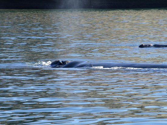 Eine Mutter mit einem Jungtier im Hintergrund.