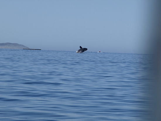 Bei schoenem Wetter springen die Wale zwischen den Booten!