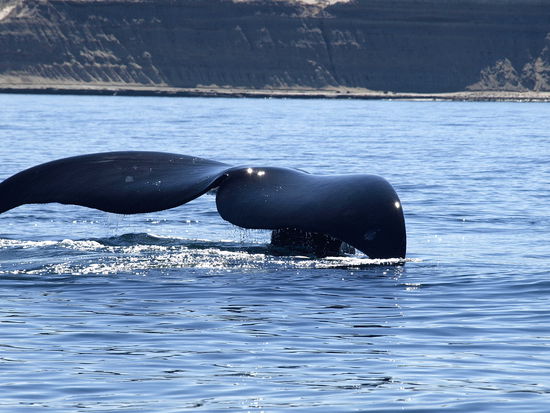 Die Muetter halten minutenlange die Schwanzflosse in die Luft. Wieso dass so ist, ist noch unbekannt.