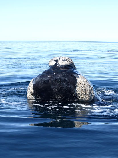 Die Wale sind manchmal keine 5 Meter entfernt.