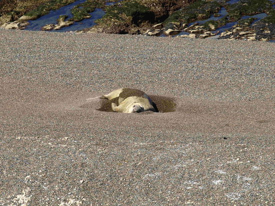 Seeelefanten rasten am Strand.