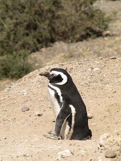 Und es gibt Pinguinkolonien in der Naehe.