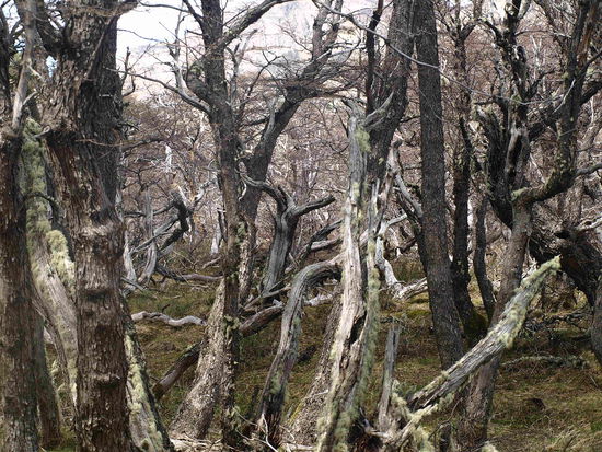 Wenn man mal gerade nicht die beiden Berge sieht, dann laeuft man meist durch Maerchenwaelder ...