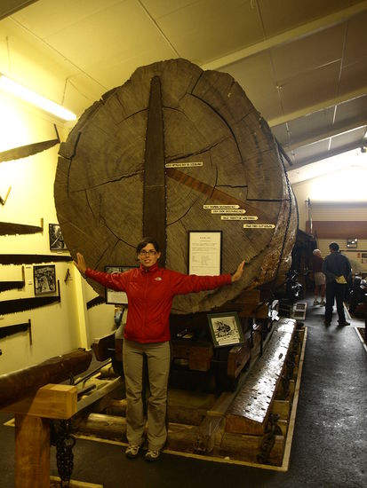 Jutta vor einem Kauristamm. Die Schildchen am Stamm zeigen das Alter des Baumes zu bedeutenden Ereignissen (z.B Entdeckung Neuseelands durch Captain Cook) an.