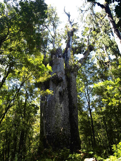 Father of the Forrest, der groesste noch lebende Kauribaum.